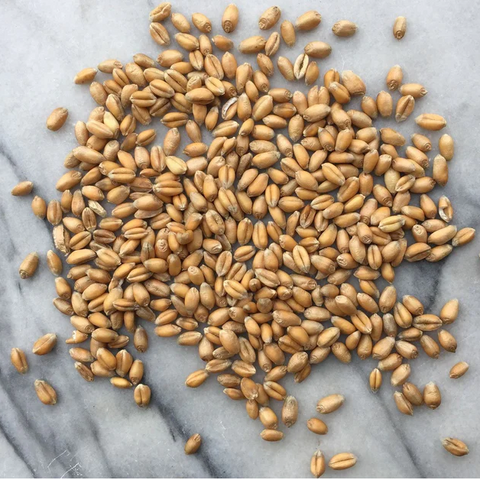 YQ Population Wheat, Wholegrain, Organic, 500g