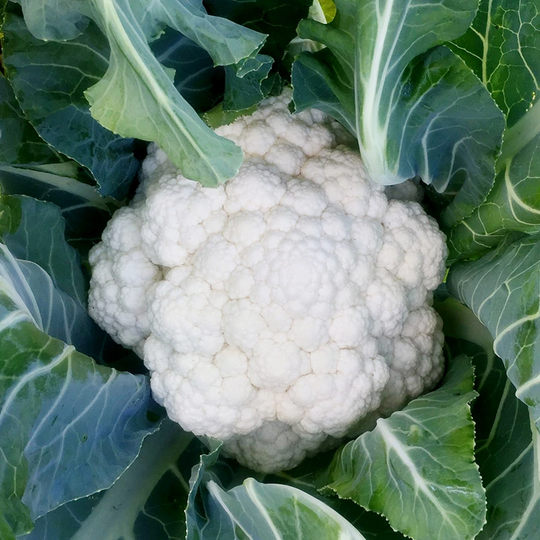 Cauliflower, White, Organic (1 piece)