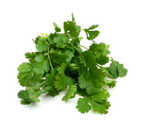 Coriander, Organic (30g)* (Order by Monday 10am)