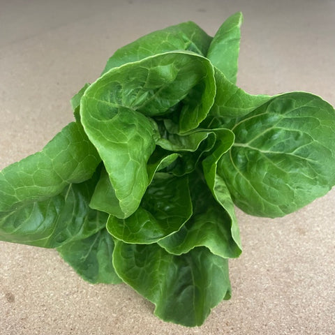 Lettuce, Green Oak, Organic (1 piece)